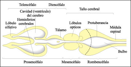 Resultado de imagen para reptiles sistema nervioso